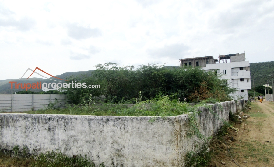 100 Anks East Facing #PlotforSale Near S.V Engg College Karkambadi Road, #Tirupati